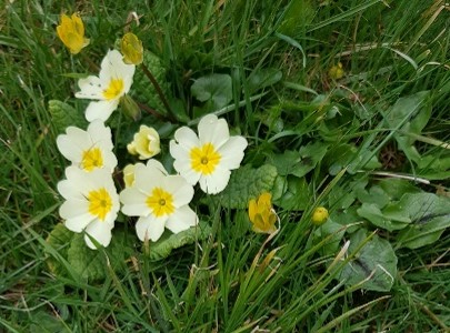 Yellow primula flowers in grass.